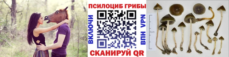 цена наркотик Плавск Галлюциногенные грибы Psilocybe
